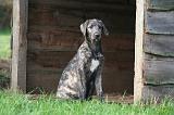 IRISH WOLFHOUND 294